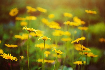 Spring yellow daisy. Soft focus. Background toning instagram fil