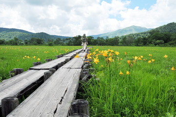 Obraz premium 夏の尾瀬ケ原 ニッコウキスゲ群生地