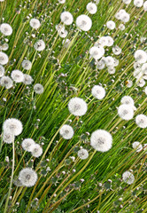 Closeup of white dandelions in the spring meadow
