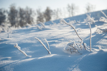 Branch under snow