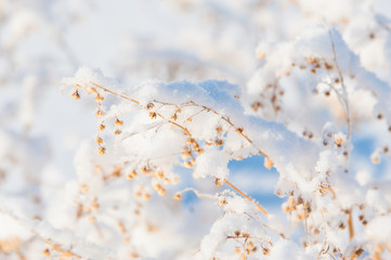 Branch under snow (softfocus)