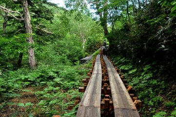 Fototapeta premium 夏の尾瀬ケ原 ハイキング