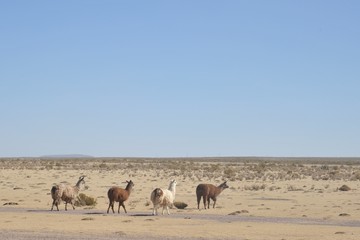 Lama in the vastness of the Altiplano