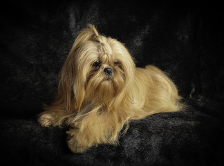 Naklejka premium Shih-Tzu en studio sur fond noir