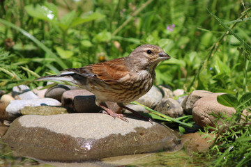 Goldfinch on a rock by the water