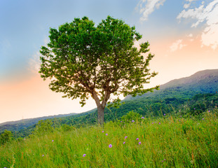 Obraz premium Cherry tree