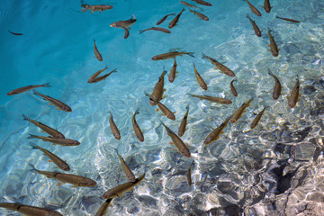 Tropical sea with school of fish