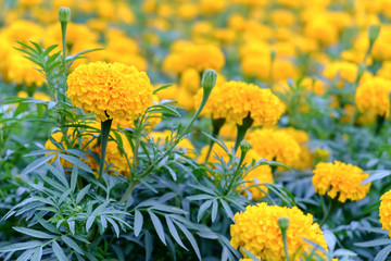 Marigold flower