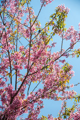 Flowering apricot tree 