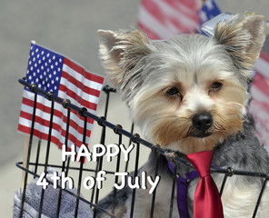 Cute dog in basket - Happy fourth of July