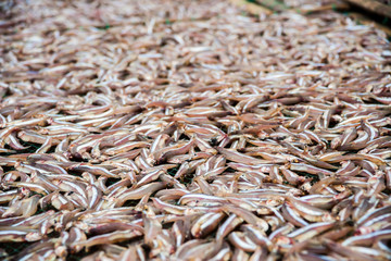 Planty of little anchovy fish drying on open air 