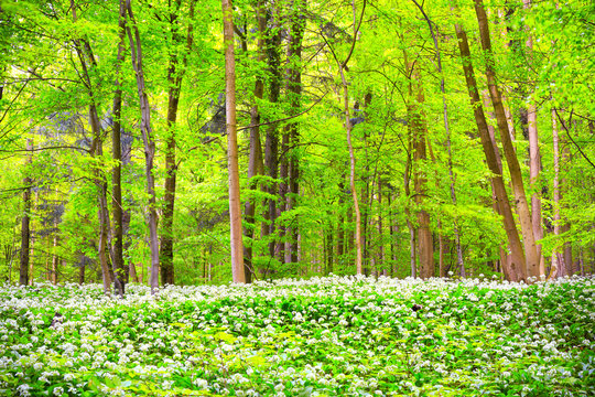 German Spring Forest