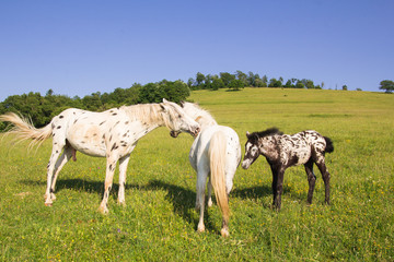 Obraz premium Cavalli di razza 