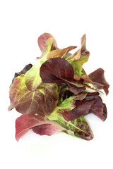 roter Blattsalat