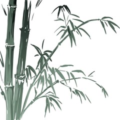 Watercolor Bamboo branches isolated on the white background