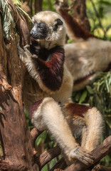 Lemur of Madagascar