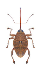 Beetle Curculio glandium © als