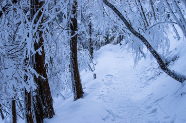 霧氷のトンネル