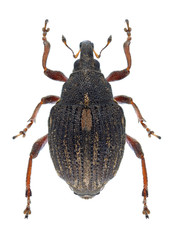 Beetle Rhinoncus pericarpius
