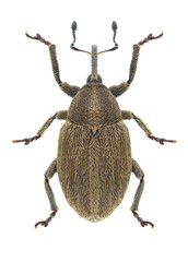 Beetle Sibinia pellucens