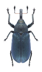 Beetle Magdalis frontalis