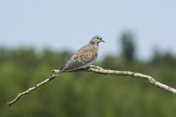 European turtle dove 
