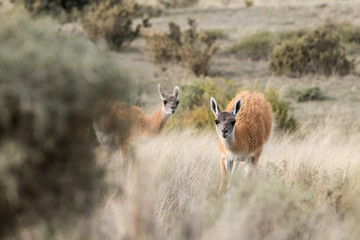 guanaco portrait in Argentina Patagonia