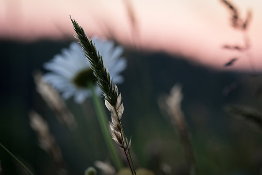 Halmen im Sonnenuntergang