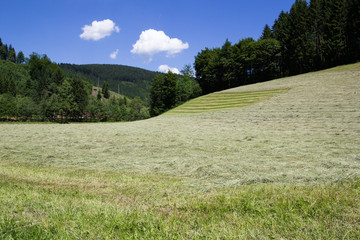 Heuernte im Schwarzwald