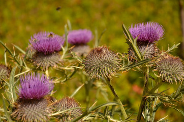 Chardon Violet (Hautes-Alpes / Briançonnais)
