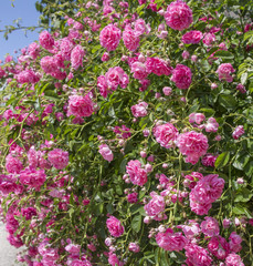 many pink roses, leaves, garden