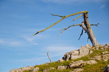 Arbre foudroyé (Hautes-Alpes / Briançonnais)