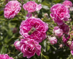 many pink roses, leaves, garden