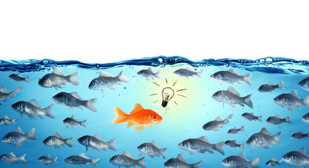 against the stream - opposite concept - leader goldfish  