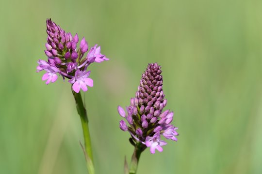 Orchidee selvatiche - Wild orchids