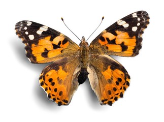 Butterfly, Insect, Wing.