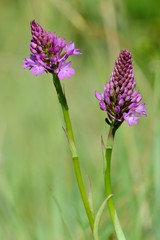 Orchidee selvatiche - Wild orchids