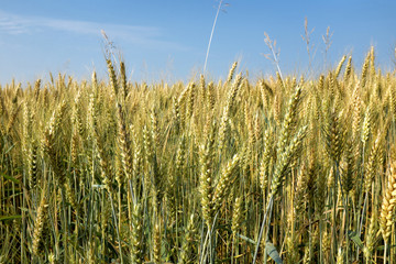 Campo di grano