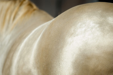 perlino horse coat closeup shining on the sun - 84572885
