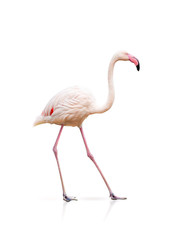 roze flamingo geïsoleerd op wit