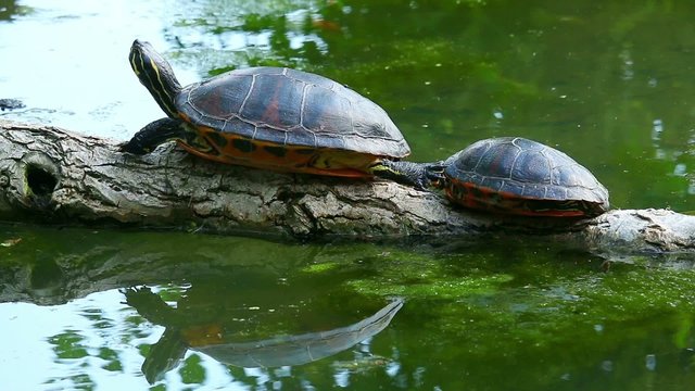 Wasserschildkr&ouml;te