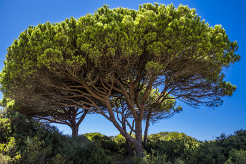 Große Pinie auf einer Sanddüne an andalusischer Atlantikküste