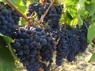 Weinreben