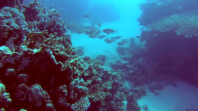  lunar-tailed bigeye (Priacanthus hamrur) Red sea,  
