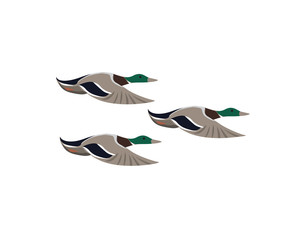 Ducks Hunting