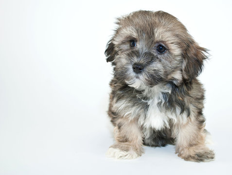 Havanese Puppy Images – Browse 6,349 Stock Photos, Vectors, and Video |  Adobe Stock