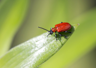 Красный жучок.