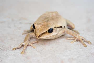 Golden Tree Frog, Common Tree Frog.
