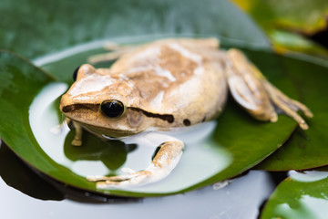Golden Tree Frog, Common Tree Frog