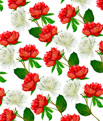 peony flowers isolated on white background